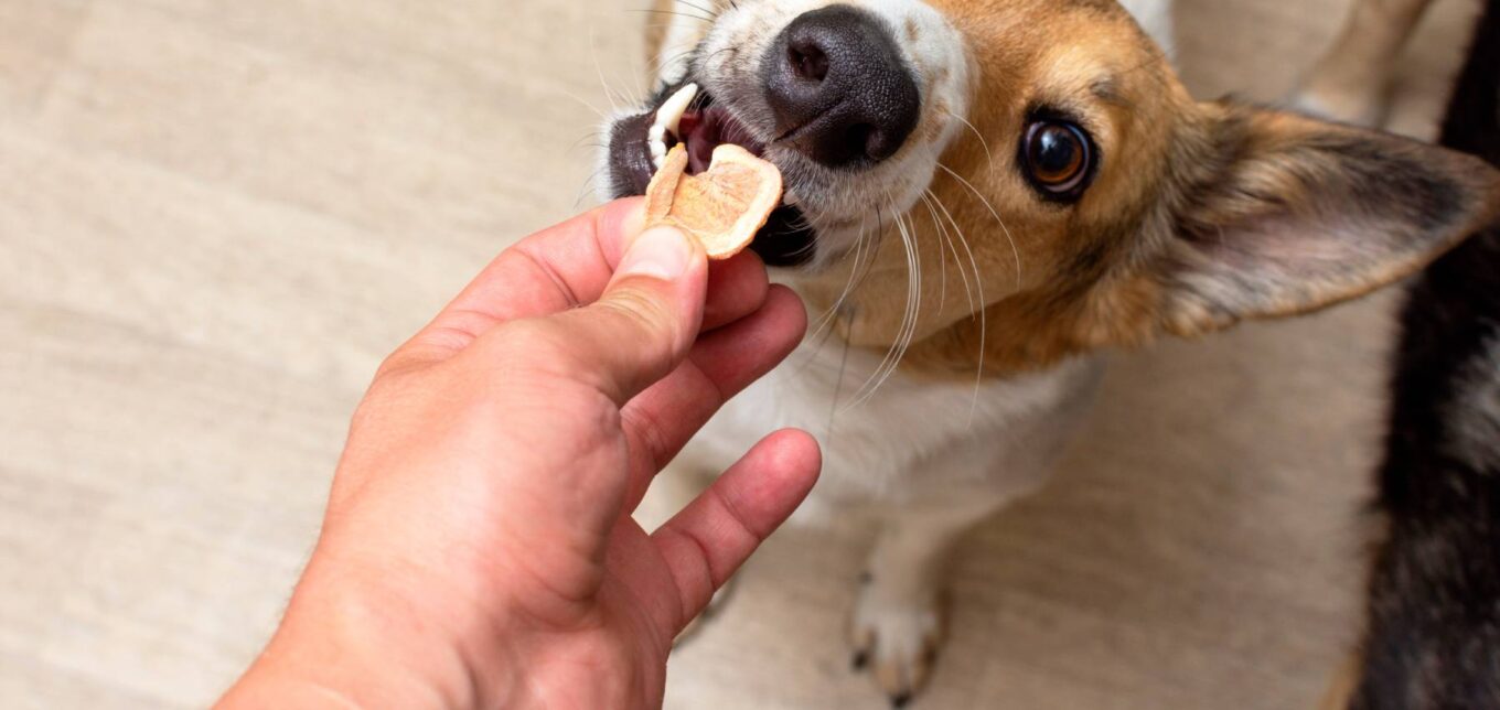 Dehydrated Juice Pulp Dog Treats Recipe – Mother Earth News - Vimarsana News